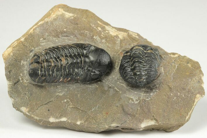 Two Detailed Reedops Trilobite - Atchana, Morocco #204134
